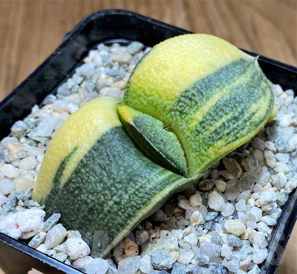 SH11110 Gasteria armstrongii f. variegata