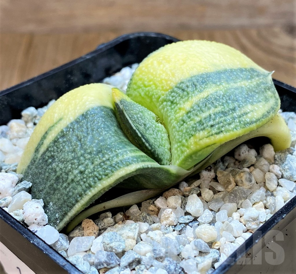 SH11110 Gasteria armstrongii f. variegata - Image 2