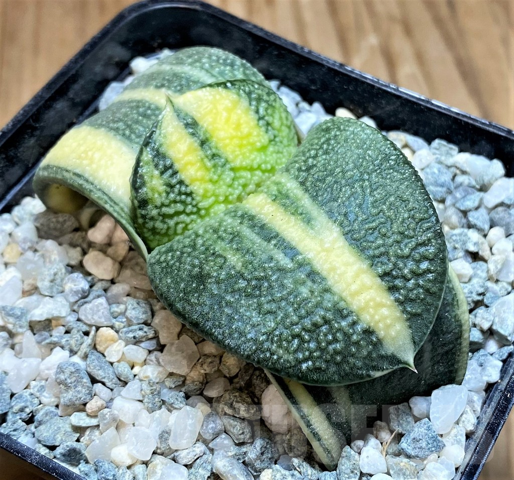 SH11111 Gasteria armstrongii f. variegata - Image 2