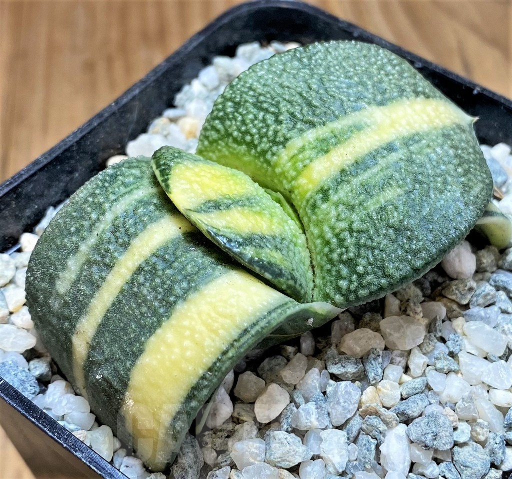 SH11111 Gasteria armstrongii f. variegata
