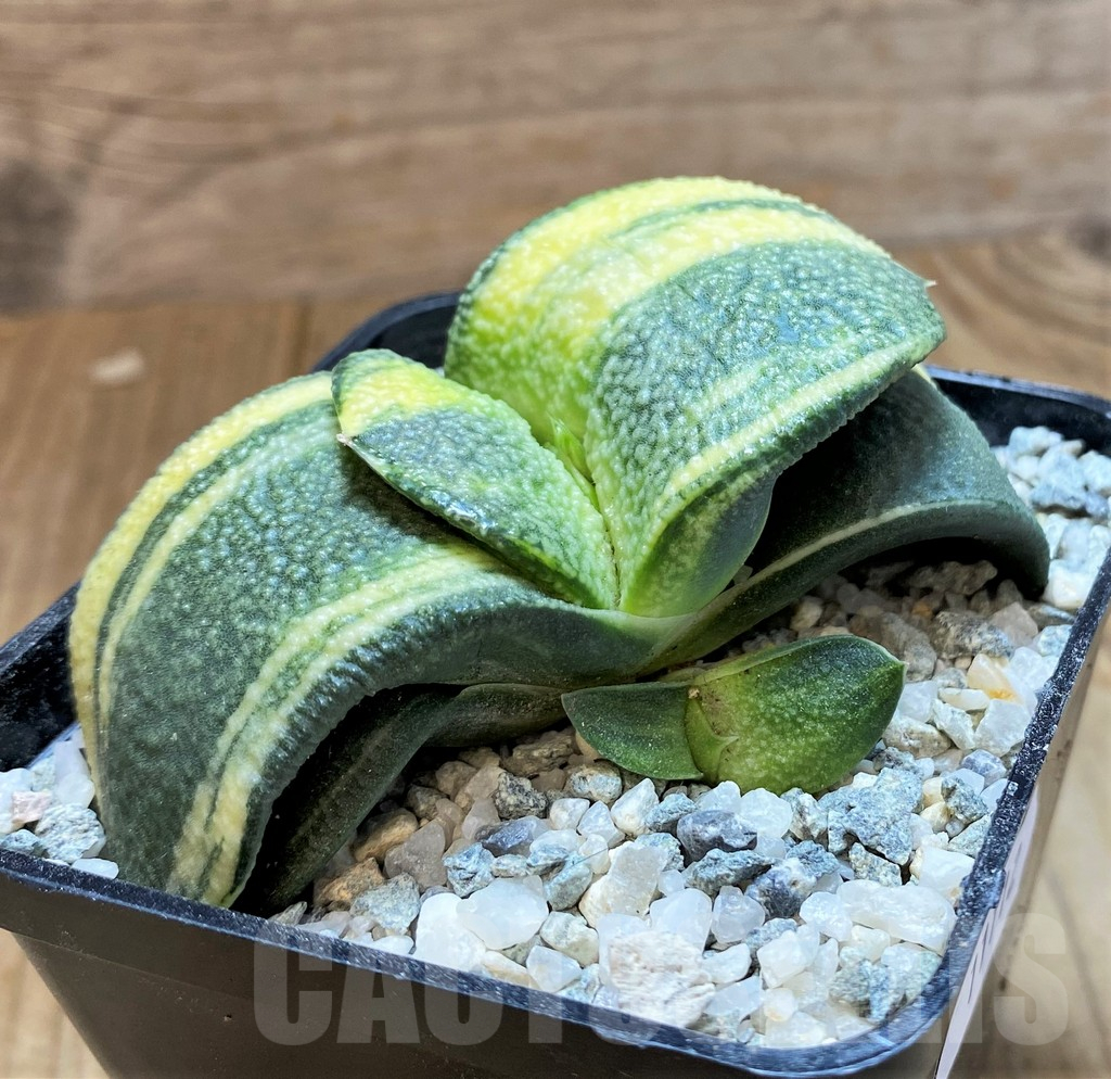 SH11112 Gasteria armstrongii f. variegata – Image 2