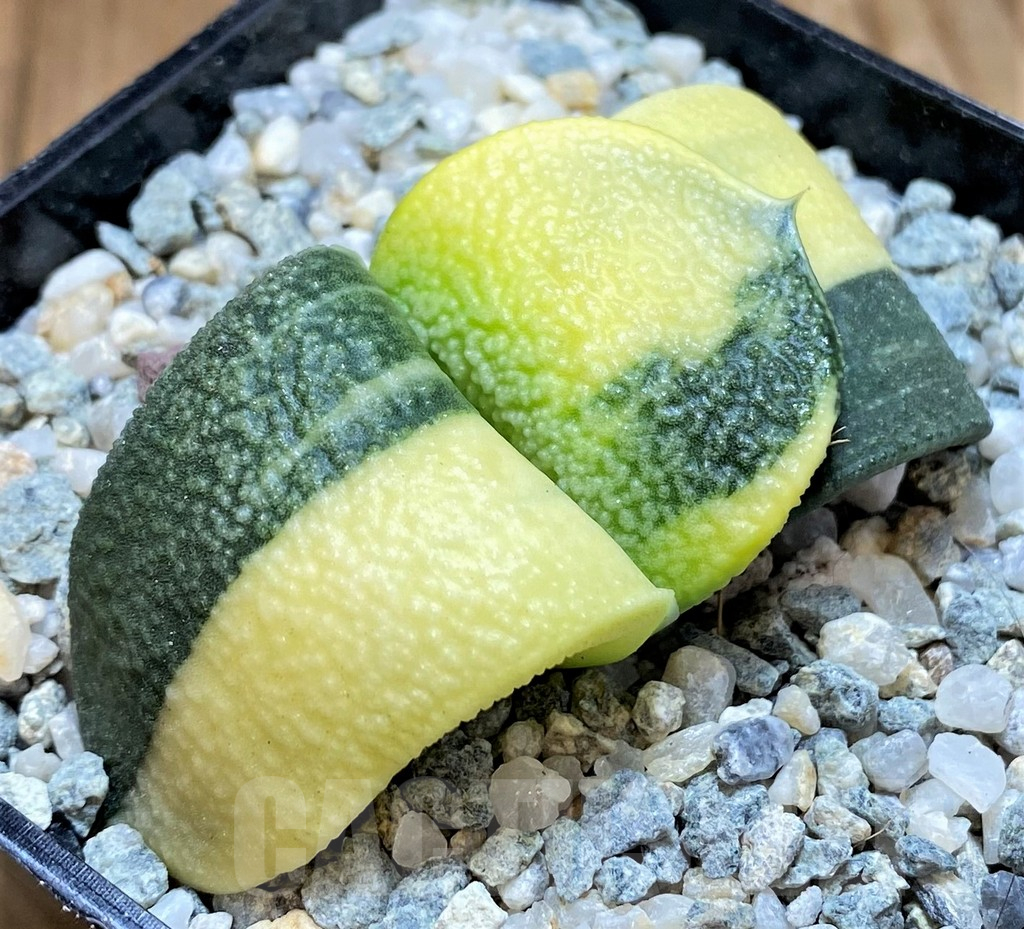 SH11113 Gasteria armstrongii f. variegata