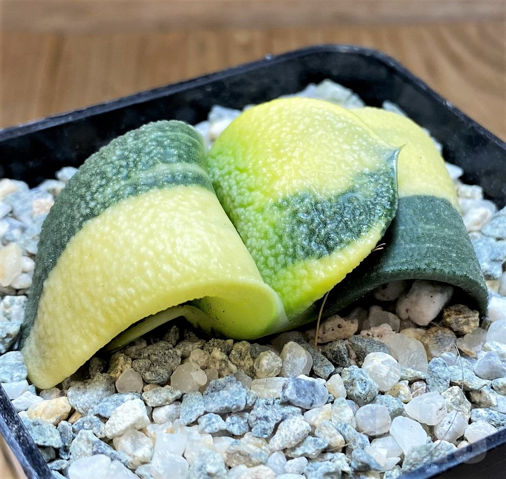 SH11113 Gasteria armstrongii f. variegata - Image 2