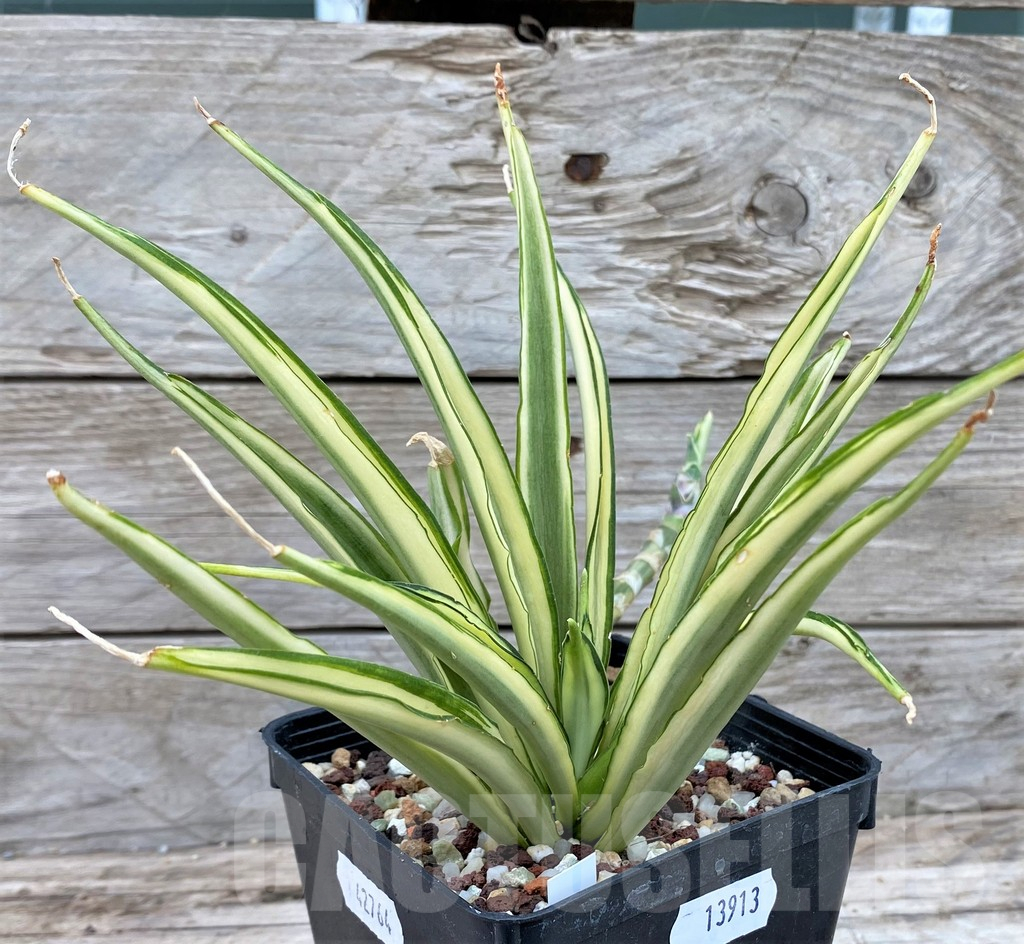 SH13913 Sansevieria ‘Parpalancet’ - Image 3