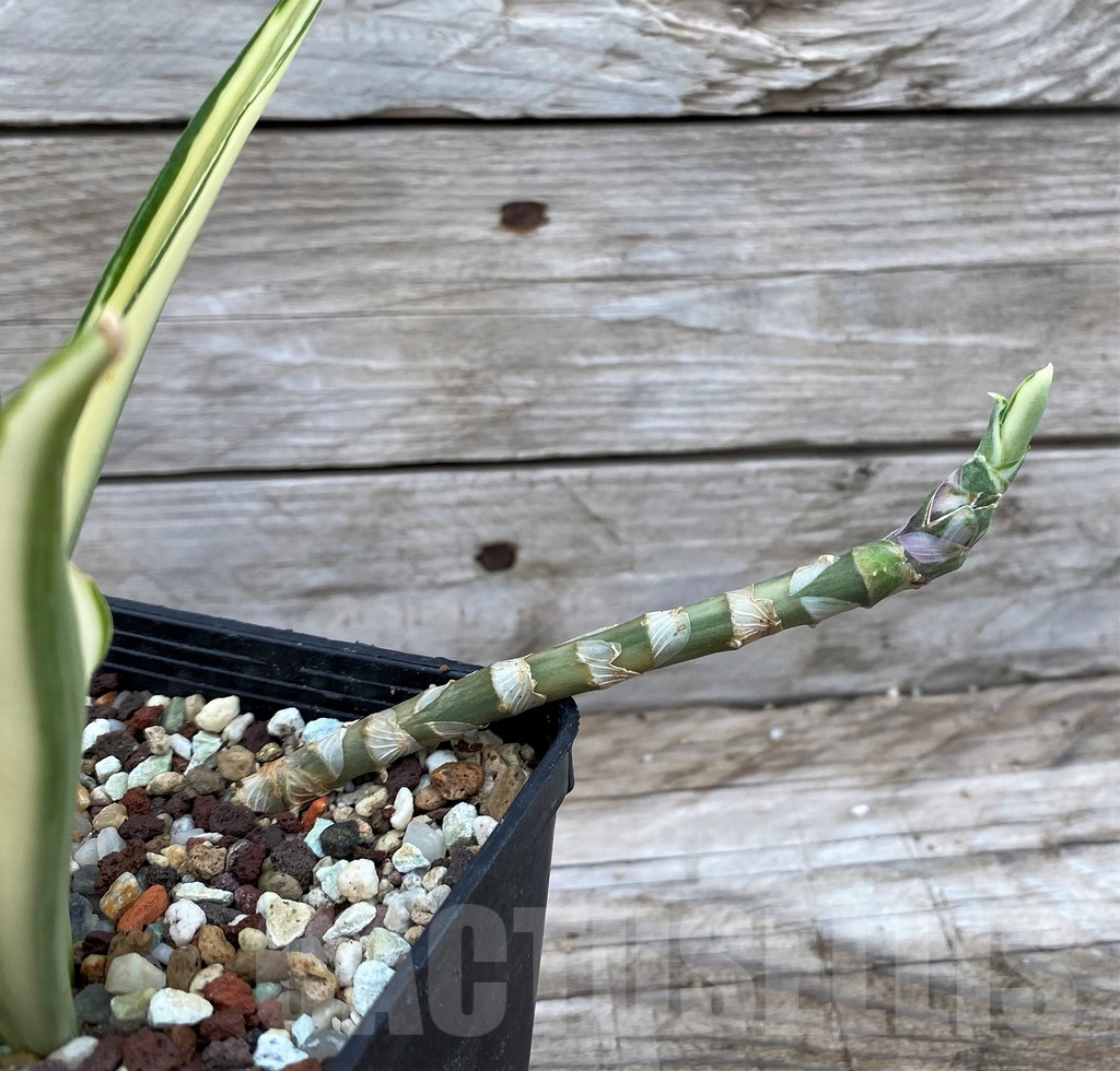 SH13913 Sansevieria ‘Parpalancet’ - Image 2
