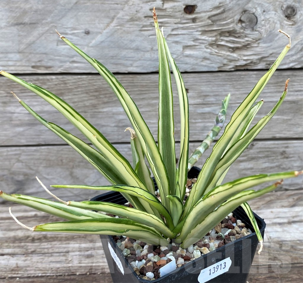 SH13913 Sansevieria ‘Parpalancet’