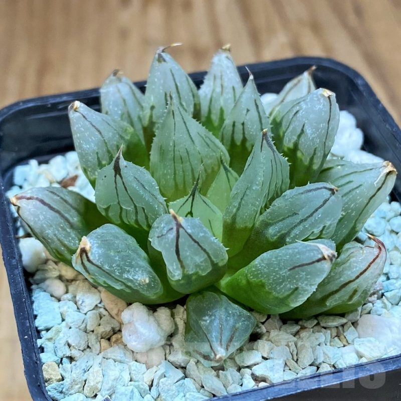 SH13919 Haworthia cooperi ‘West Asia Tsuen’