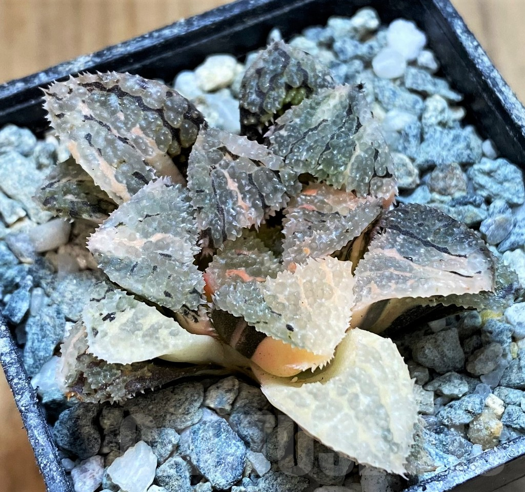 SH13923 Haworthia ‘Mordor’ f. variegata