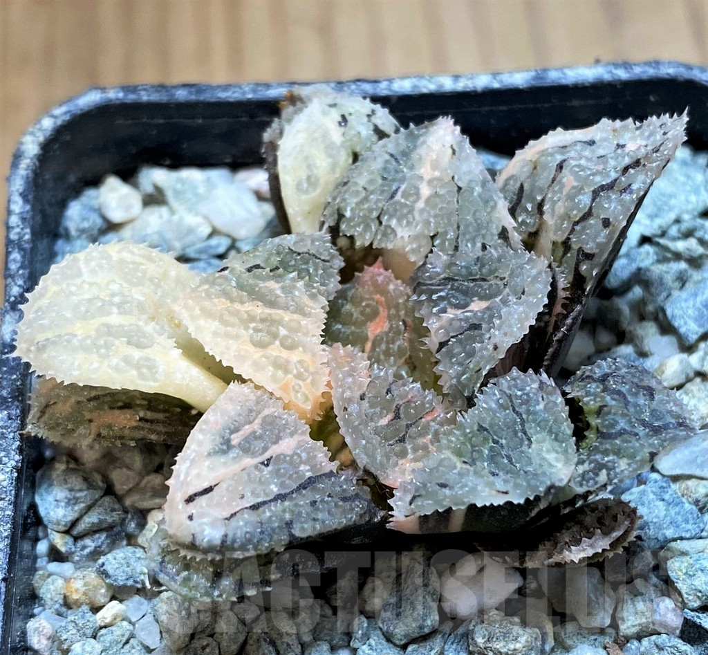 SH13923 Haworthia ‘Mordor’ f. variegata - Image 2