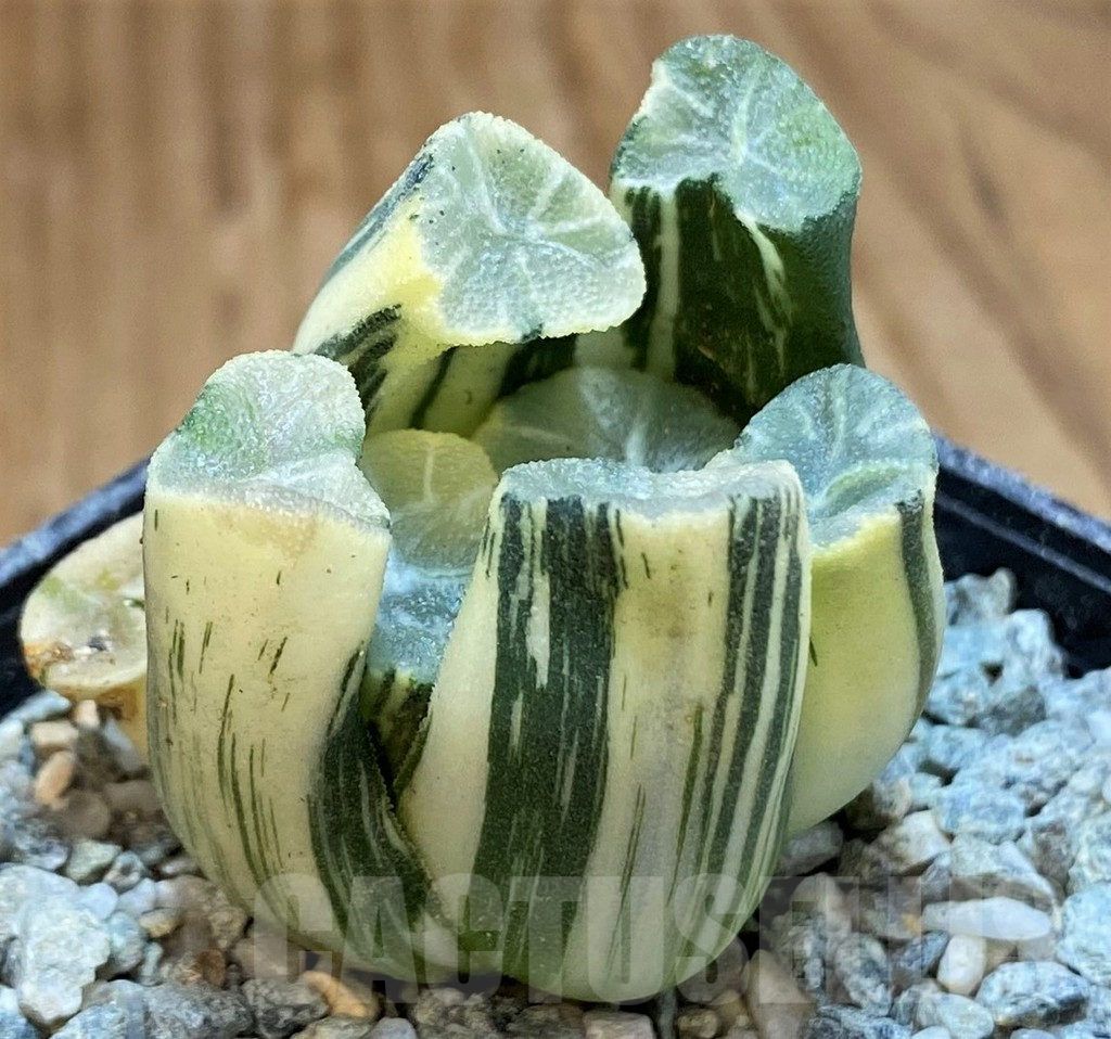 SH13924 Haworthia maughanii f. variegata - Image 2