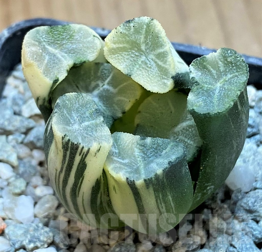 SH13924 Haworthia maughanii f. variegata