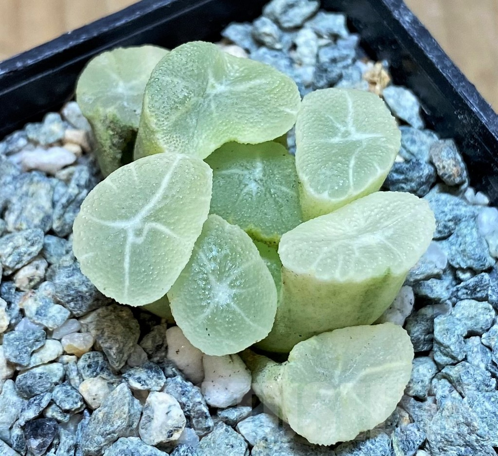SH13930 Haworthia maughanii ‘White Brocade of All Things’