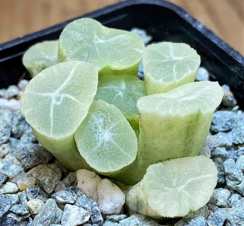 SH13930 Haworthia maughanii ‘White Brocade of All Things’ - Image 2