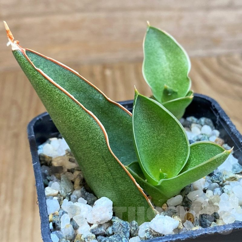 SH13886 Sansevieria 'Bonny'