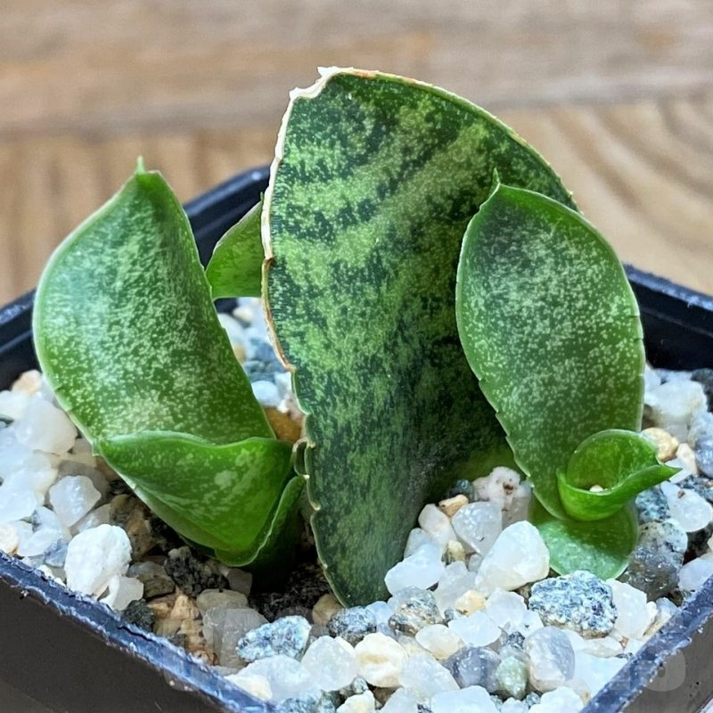 SH13870 Sansevieria 'Frozen Rose'