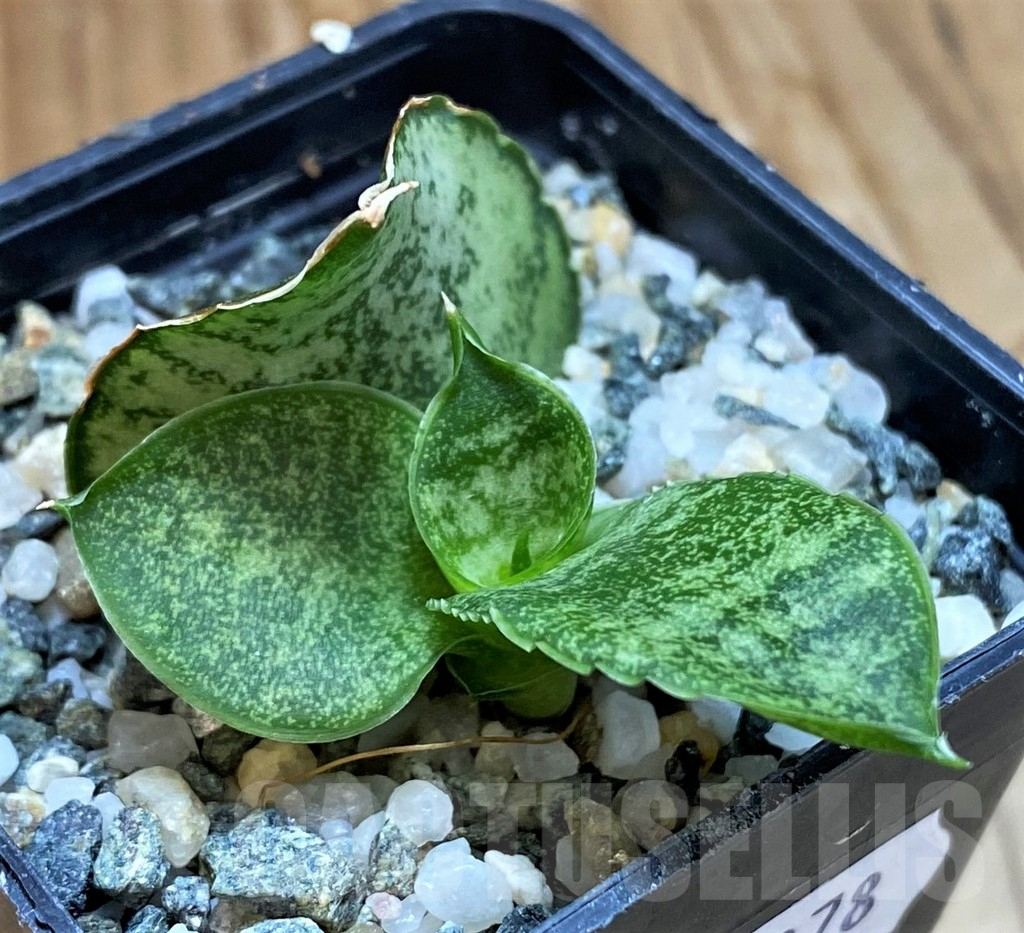 SH13878 Sansevieria ‘Frozen Rose’