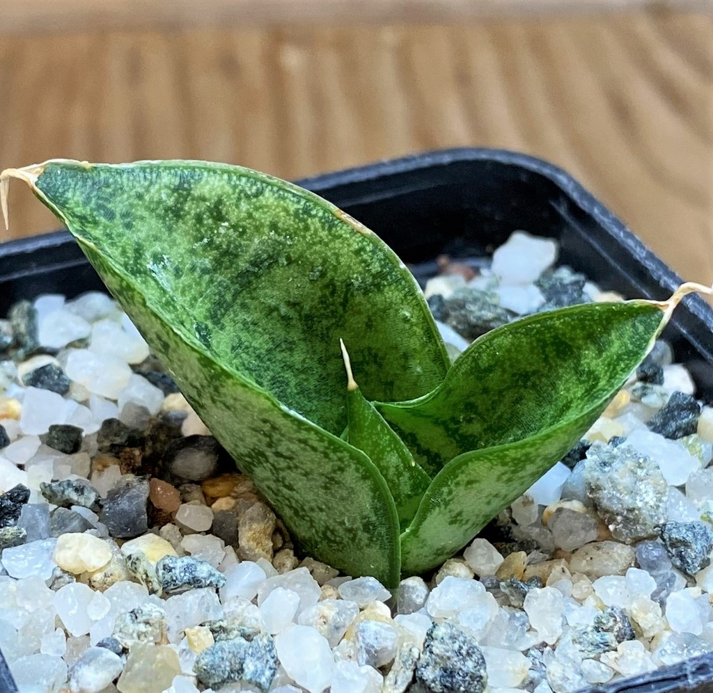 SH13879 Sansevieria ‘Frozen Rose’ - Image 2