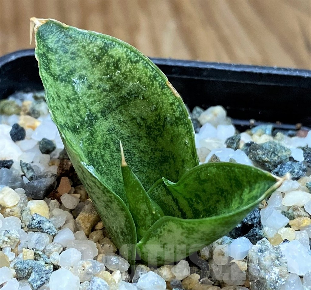 SH13879 Sansevieria ‘Frozen Rose’