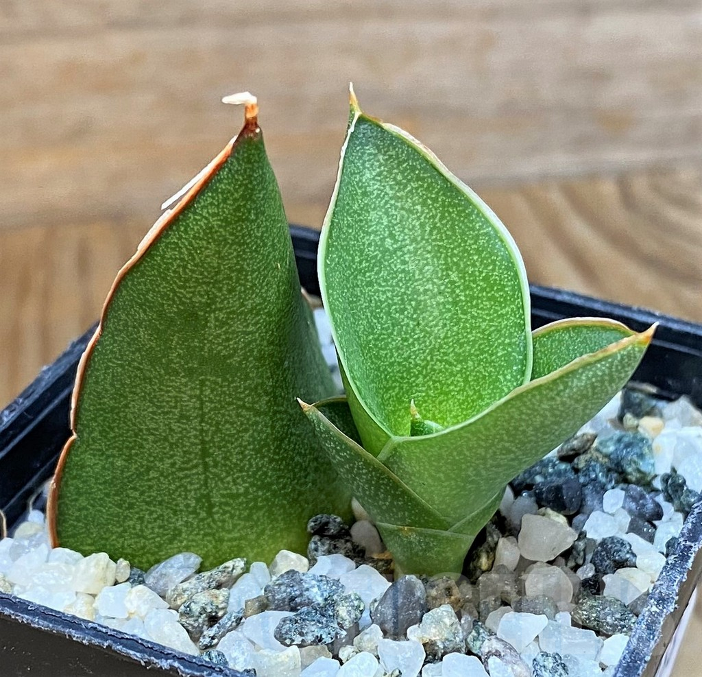 SH13888 Sansevieria 'Bonny'