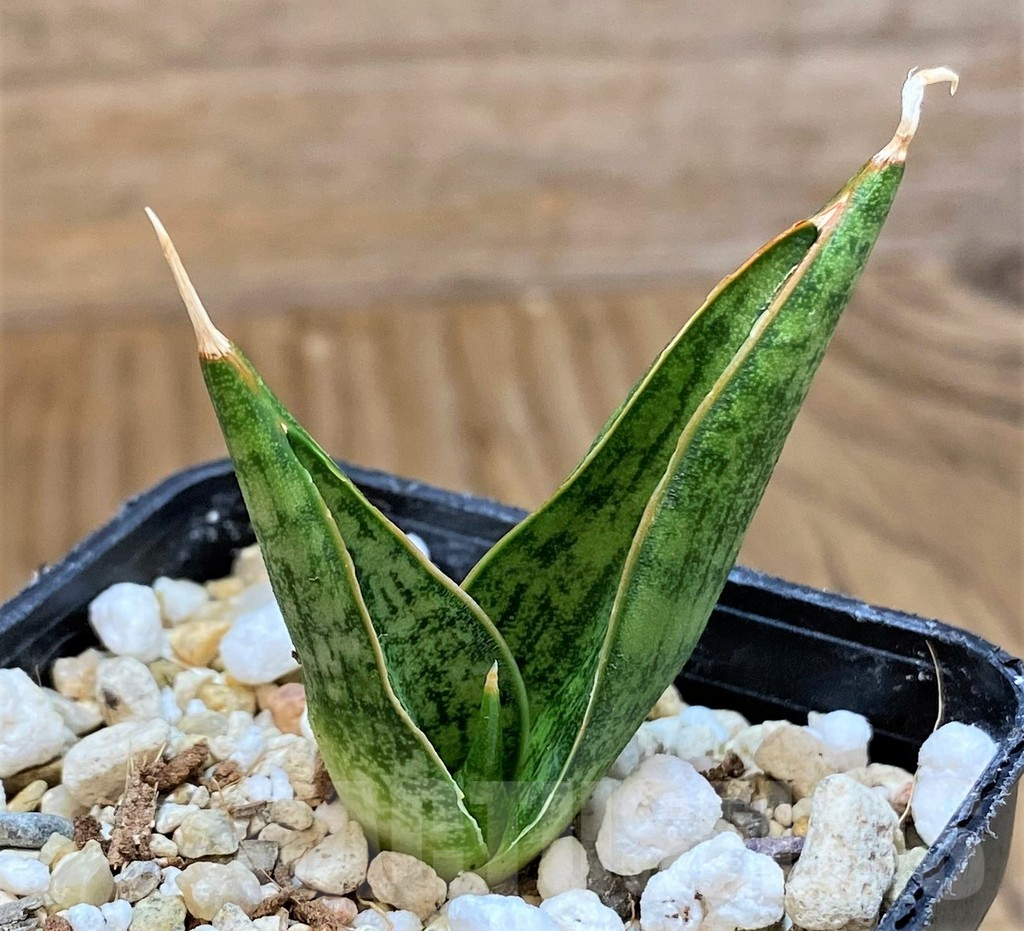 SH13889 Sansevieria 'Rockman'