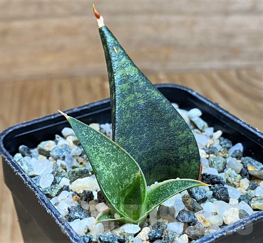 SH13890 Sansevieria 'Black Diamond'