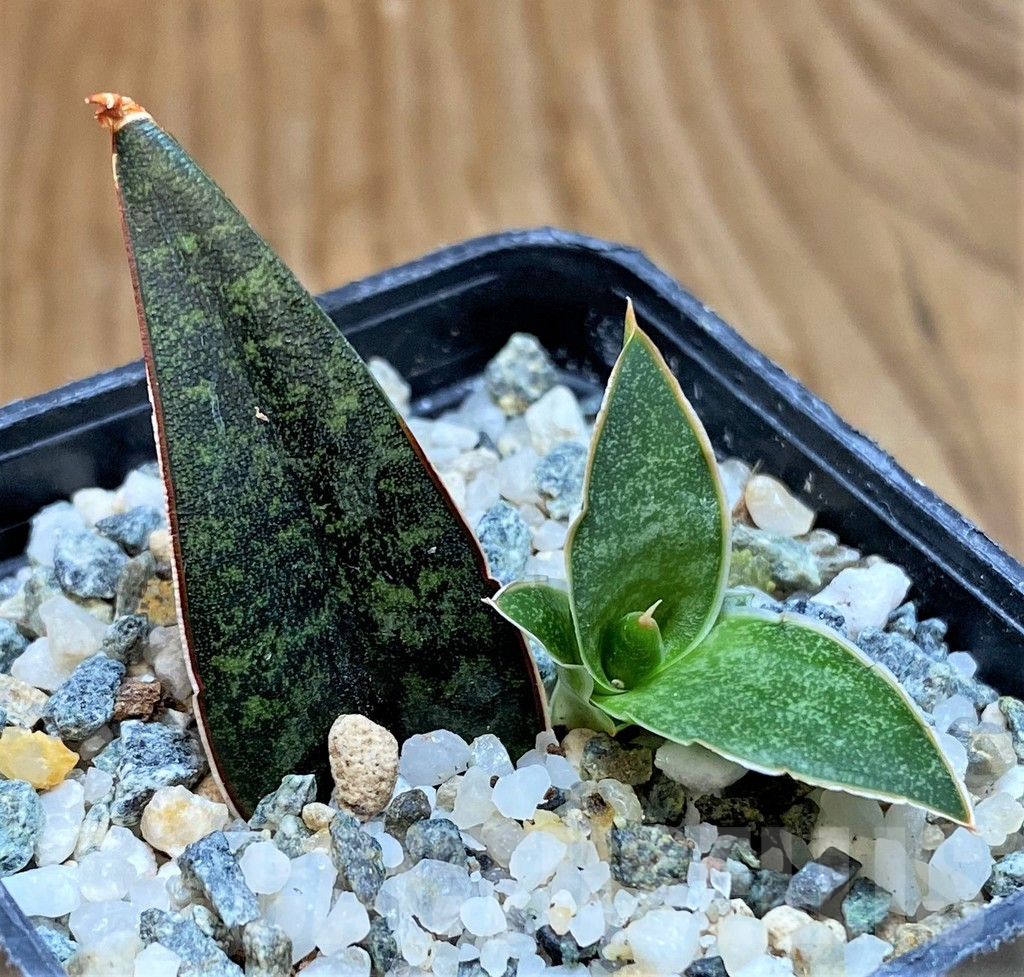 SH13891 Sansevieria 'Black Diamond' - Image 2