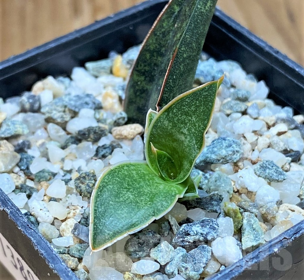 SH13891 Sansevieria 'Black Diamond'