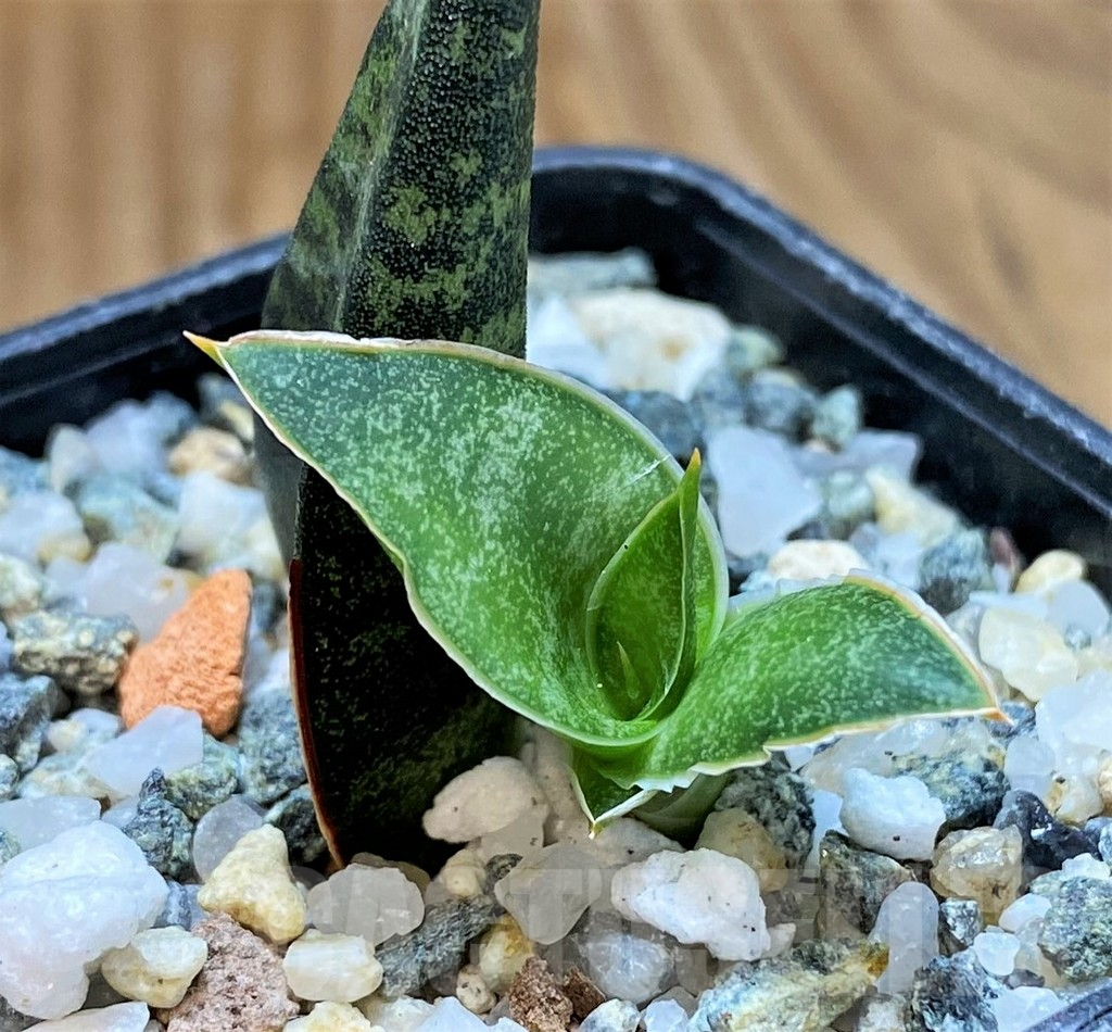 SH13892 Sansevieria 'Black Diamond'