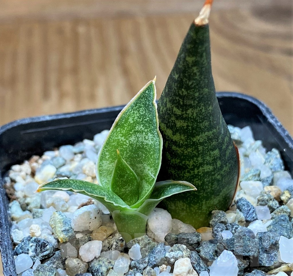 SH13892 Sansevieria 'Black Diamond' - Image 2