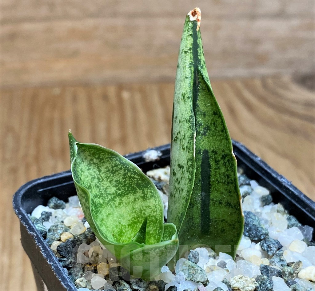 SH13895 Sansevieria 'Fatman'