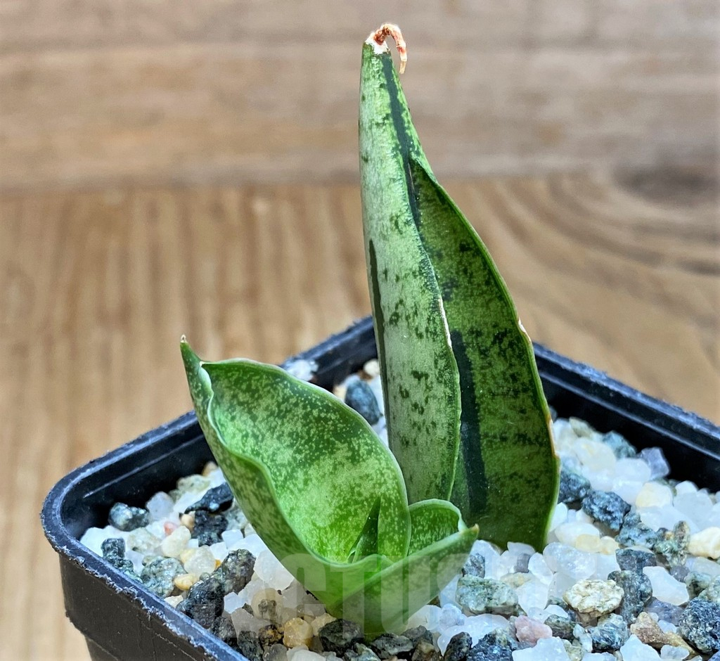 SH13895 Sansevieria 'Fatman' - immagine 2