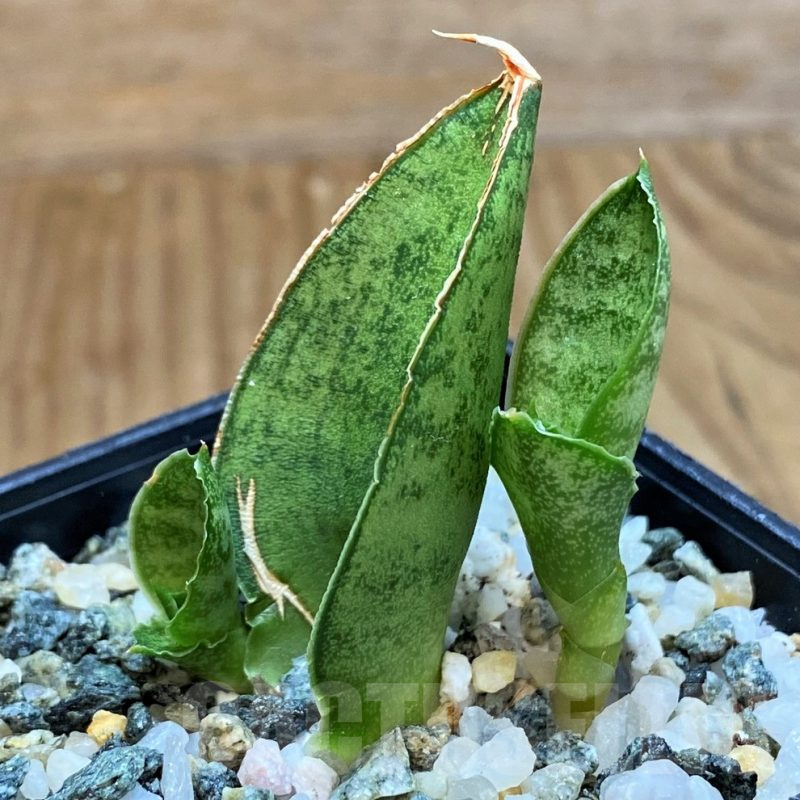 SH13898 Sansevieria 'Pagoda'