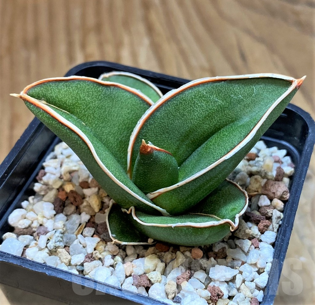 SH13899 Sansevieria ‘Samurai’ - Imagen 3