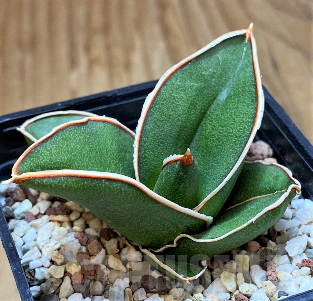 SH13899 Sansevieria ‘Samurai’ - Imagen 2