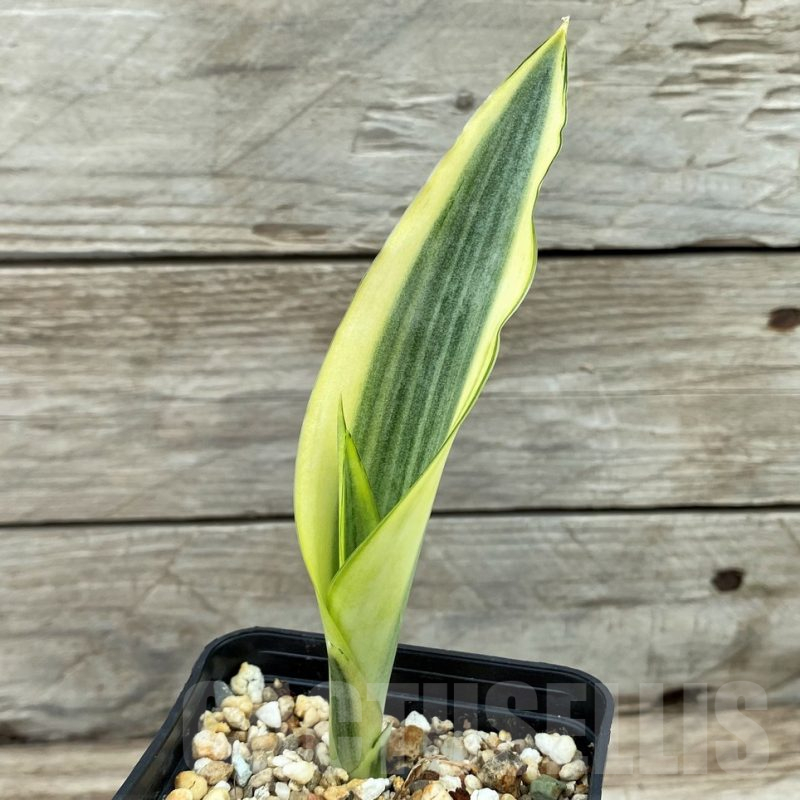 SH13900 Sansevieria metallica ‘Silver’