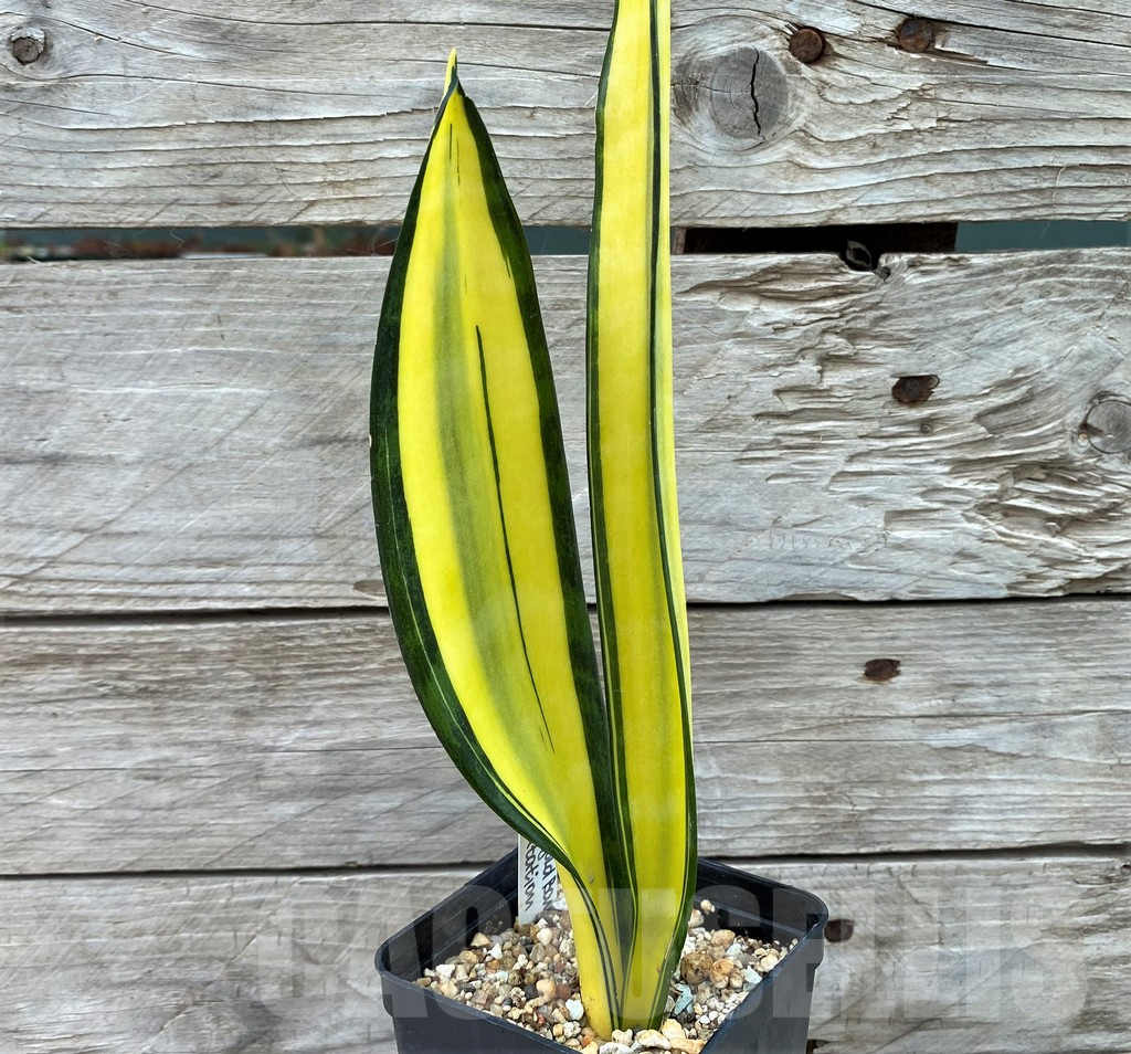 SH13905 Sansevieria 'Golden Banner' mutation