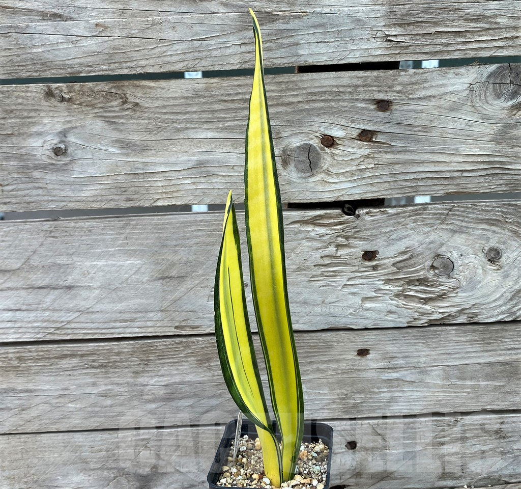 SH13905 Sansevieria 'Golden Banner' mutation - immagine 3