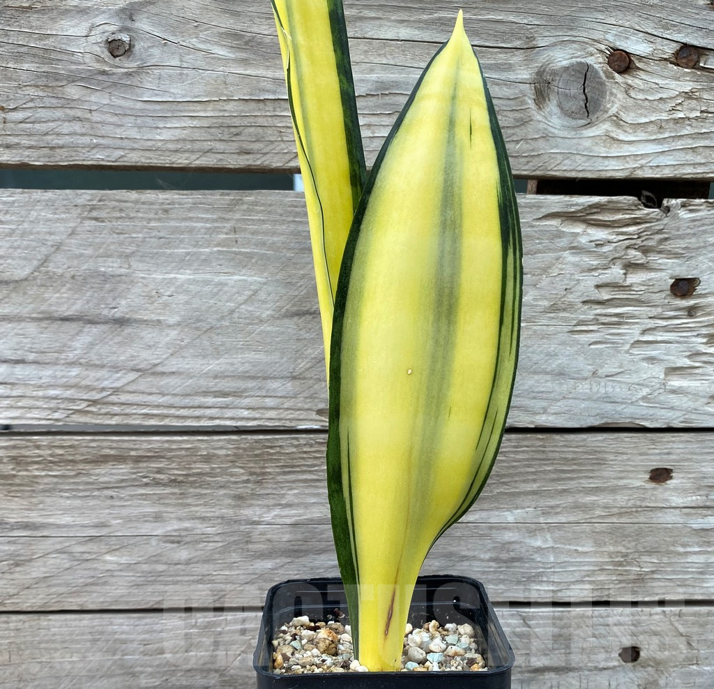 SH13905 Sansevieria 'Golden Banner' mutation - immagine 2