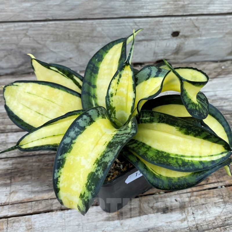 SH13907 Sansevieria 'Golden Wendy'