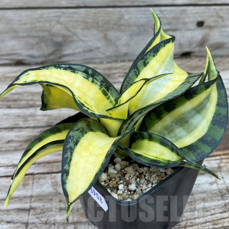 SH13908 Sansevieria 'Golden Wendy'