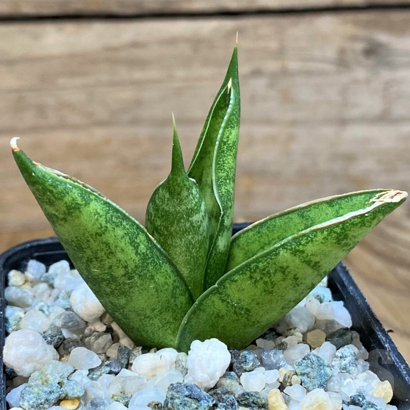 SH13883 Sansevieria 'Pagoda'