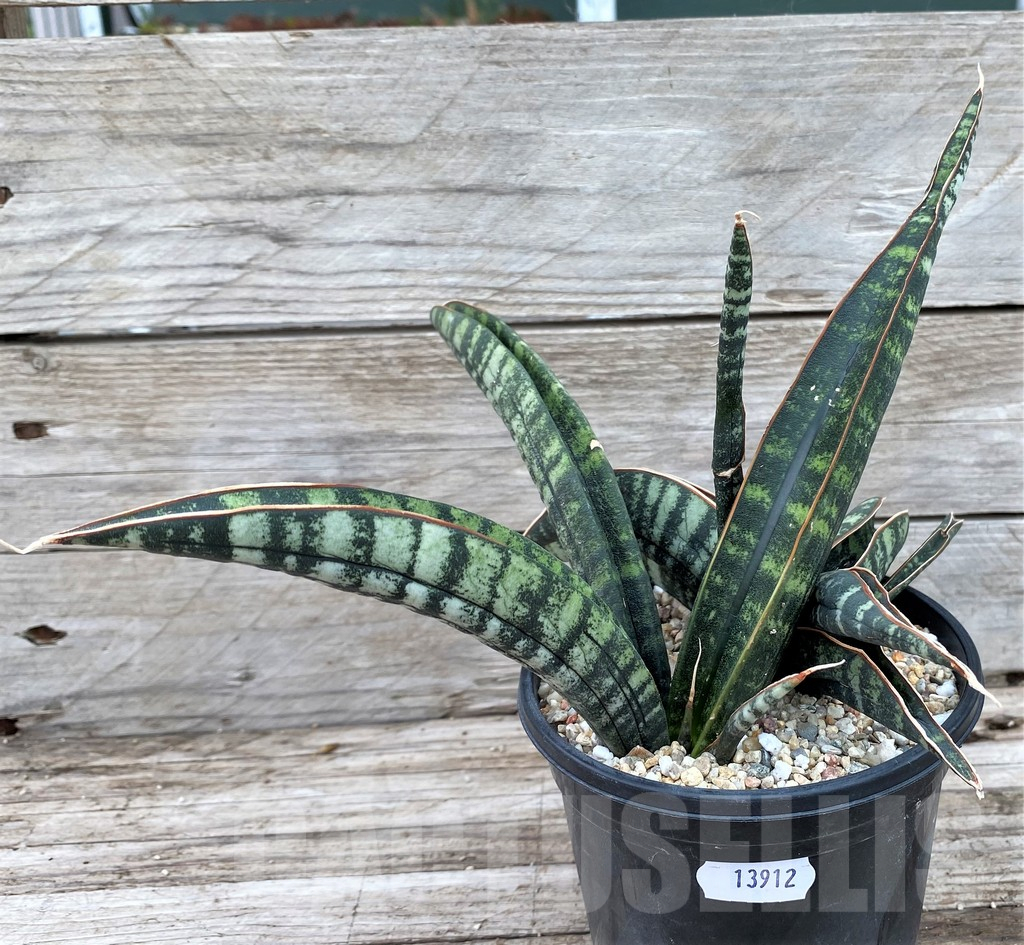 SH13912 Sansevieria fischeri CG92 Spotted - immagine 3