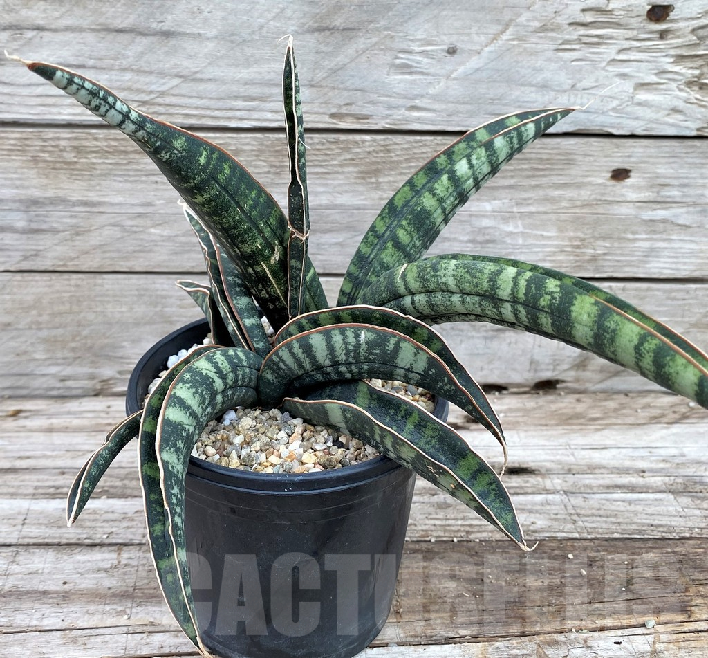SH13912 Sansevieria fischeri CG92 Spotted - immagine 2