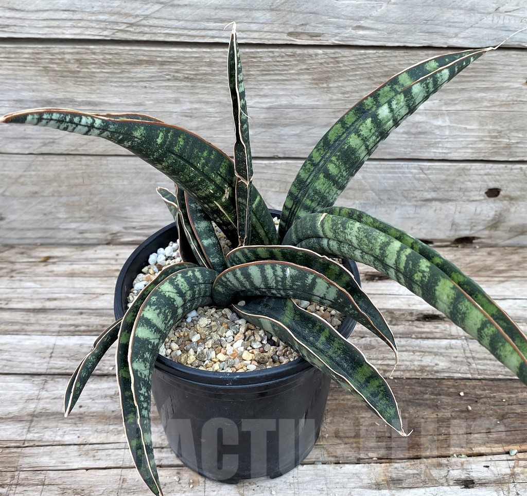 SH13912 Sansevieria fischeri CG92 Spotted