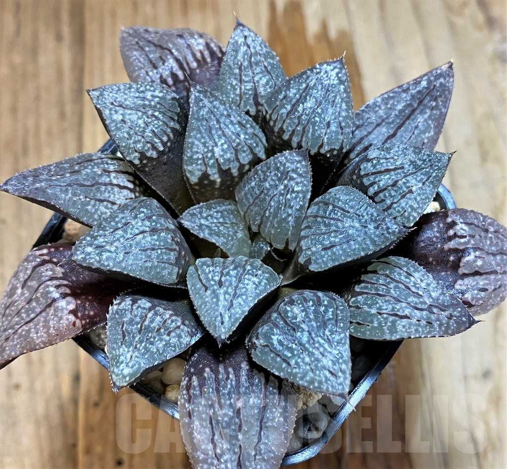 SH12740 Haworthia picta hybrid - Image 2
