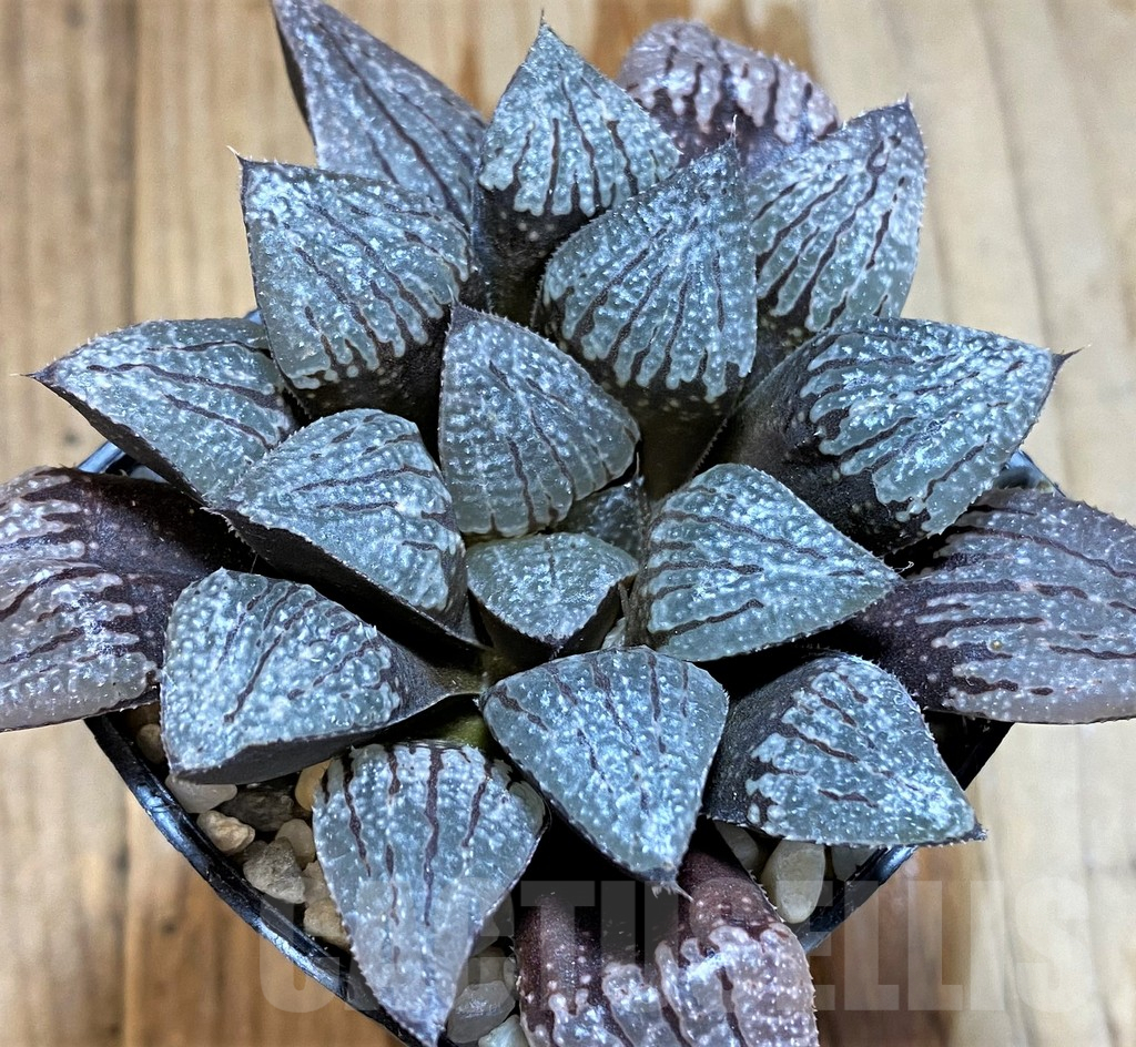 SH12740 Haworthia picta hybrid