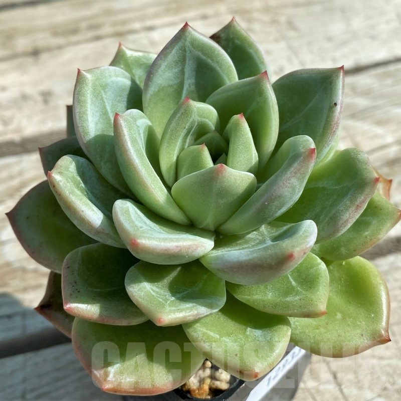 SH12933 Echeveria 'Champagne'