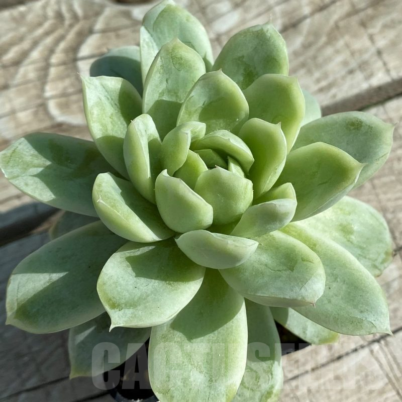 SH12934 Echeveria elegans hybrid