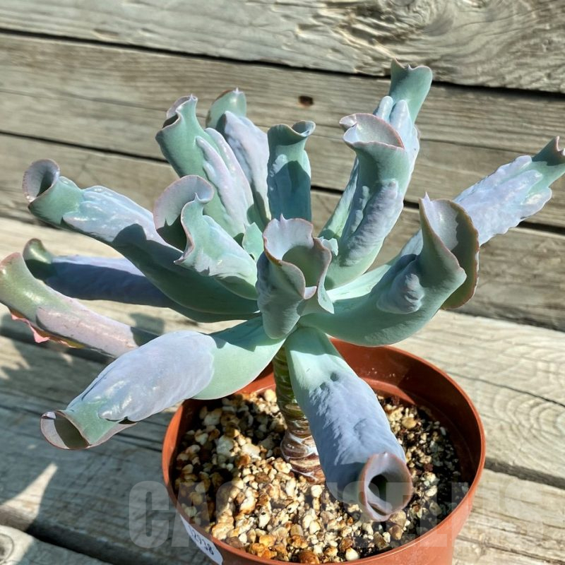 SH12938 Echeveria 'Culibra'