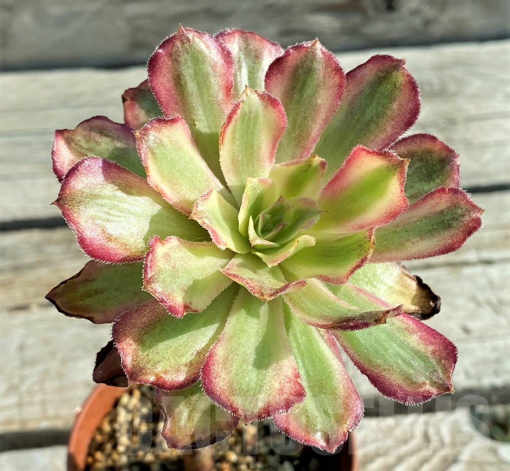 SH12826 Aeonium 'Mardi Gras'